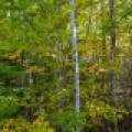 N5 Off Turtle Lake Rd, , Winchester,  WI 54557 United States