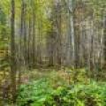 S5 Off Turtle Lake Rd, , Winchester,  WI 54557 United States