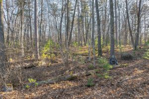 1538 Lotus Ln, , Eagle River,  WI 54521 United States