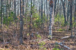 1538 Lotus Ln, , Eagle River,  WI 54521 United States