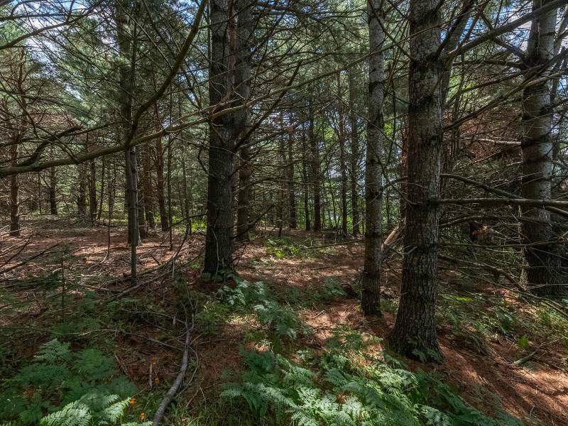 2 Hwy 45, , Three Lakes,  WI 54562 United States