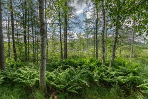 2 Hwy 45, , Three Lakes,  WI 54562 United States