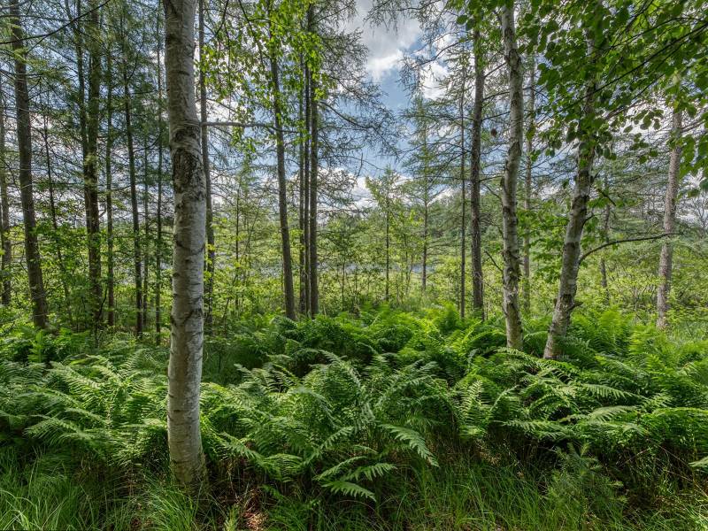 2 Hwy 45, , Three Lakes,  WI 54562 United States