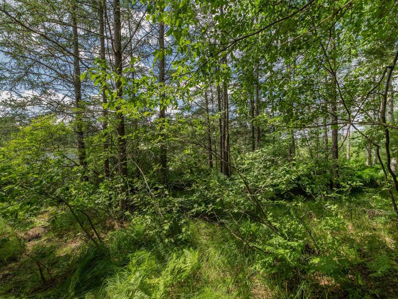 2 Hwy 45, , Three Lakes,  WI 54562 United States