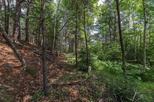 2 Hwy 45, , Three Lakes,  WI 54562 United States