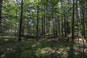 32 Pine Cone Drive, , Woodruff,  WI 54568 United States