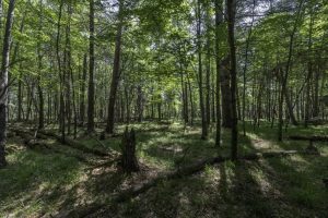 32 Pine Cone Drive, , Woodruff,  WI 54568 United States