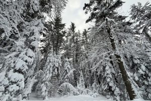 14 Ac Juve Rd, , St Germain,  WI 54558