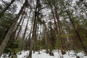14 Ac Juve Rd, , St Germain,  WI 54558