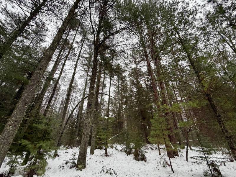 14 Ac Juve Rd, , St Germain,  WI 54558