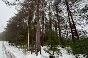 14 Ac Juve Rd, , St Germain,  WI 54558