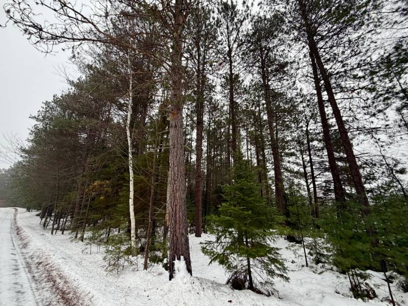 14 Ac Juve Rd, , St Germain,  WI 54558