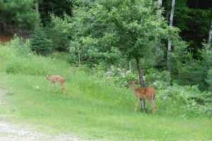 2899 Hwy 17, , Crescent,  WI 54501