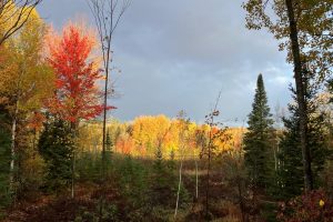 2899 Hwy 17, , Crescent,  WI 54501