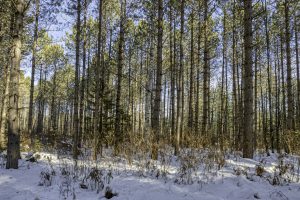 3 Off Deerskin Rd, , Eagle River,  WI 54521 United States