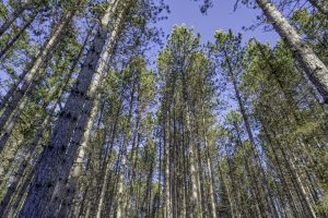 3 Off Deerskin Rd, , Eagle River,  WI 54521 United States