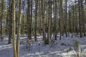 4 Off Deerskin Rd, , Eagle River,  WI 54521 United States