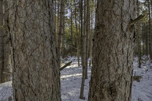 4 Off Deerskin Rd, , Eagle River,  WI 54521 United States