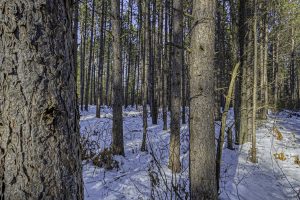 4 Off Deerskin Rd, , Eagle River,  WI 54521 United States