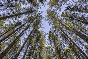 4 Off Deerskin Rd, , Eagle River,  WI 54521 United States