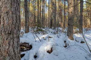 5 Off Deerskin Rd, , Eagle River,  WI 54521