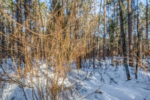 5 Off Deerskin Rd, , Eagle River,  WI 54521