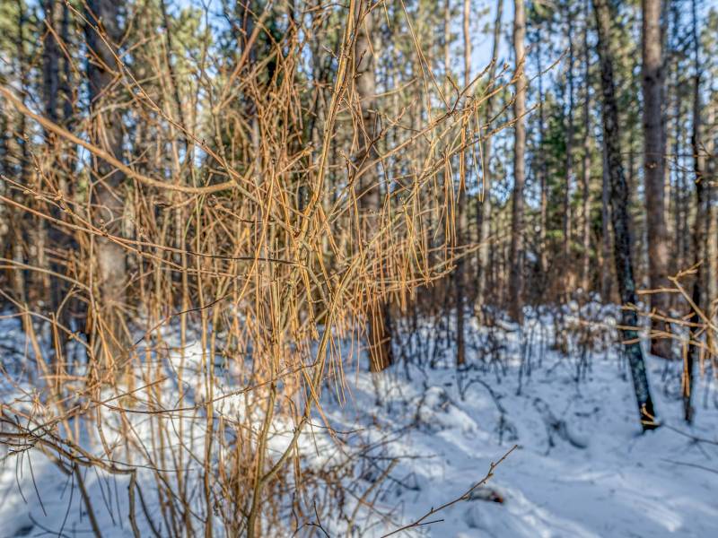 5 Off Deerskin Rd, , Eagle River,  WI 54521