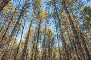 5 Off Deerskin Rd, , Eagle River,  WI 54521