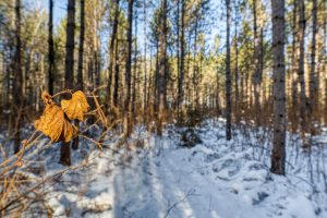 5 Off Deerskin Rd, , Eagle River,  WI 54521