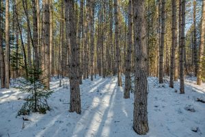 5 Off Deerskin Rd, , Eagle River,  WI 54521