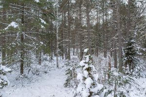 Lot 5 On River Rd, , Eagle River,  WI 54521