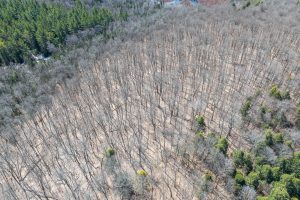 On Bear Tail Pt, , Phelps,  WI 54554