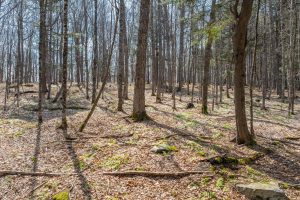 On Bear Tail Pt, , Phelps,  WI 54554