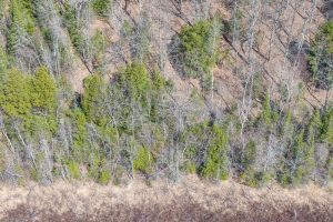 On Bear Tail Pt, , Phelps,  WI 54554