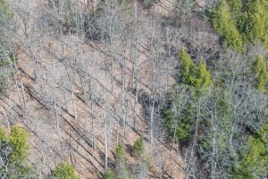 On Bear Tail Pt, , Phelps,  WI 54554