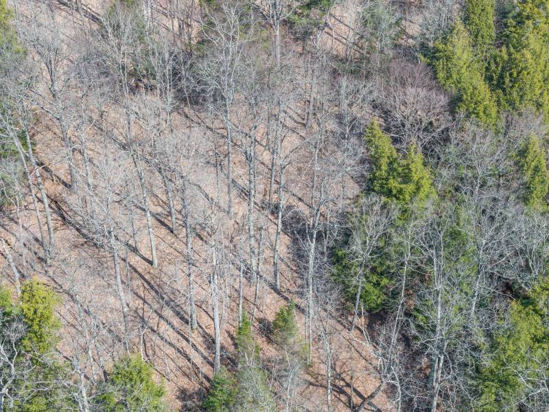 On Bear Tail Pt, , Phelps,  WI 54554