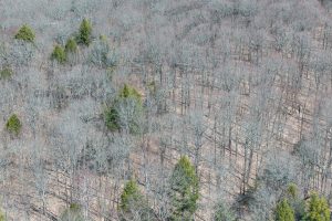 On Bear Tail Pt, , Phelps,  WI 54554