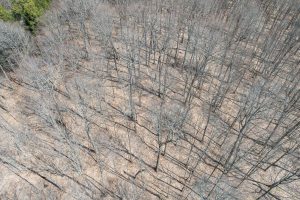 On Bear Tail Pt, , Phelps,  WI 54554