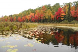 On Bear Tail Pt, , Phelps,  WI 54554