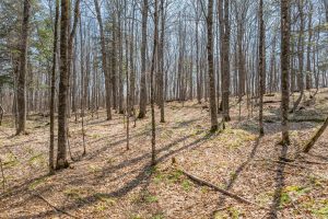 On Bear Tail Pt, , Phelps,  WI 54554