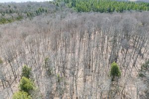 On Bear Tail Pt, , Phelps,  WI 54554