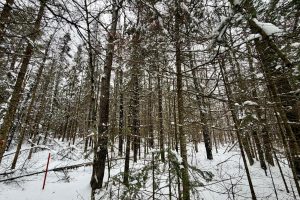 On Loop Rd, , Bradley,  WI 54487