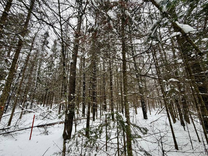 On Loop Rd, , Bradley,  WI 54487