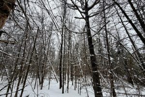 On Loop Rd, , Bradley,  WI 54487