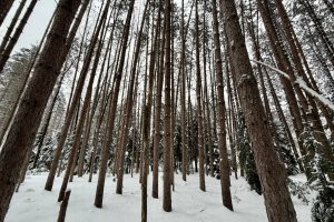 On Wolf Rd, , Lake Tomahawk,  WI 54539