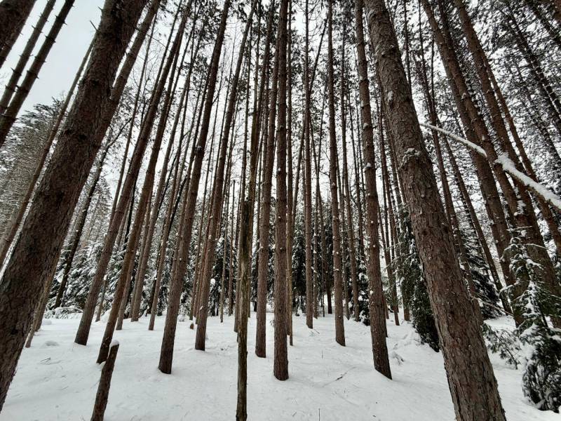 On Wolf Rd, , Lake Tomahawk,  WI 54539