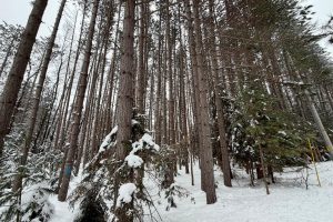 On Wolf Rd, , Lake Tomahawk,  WI 54539