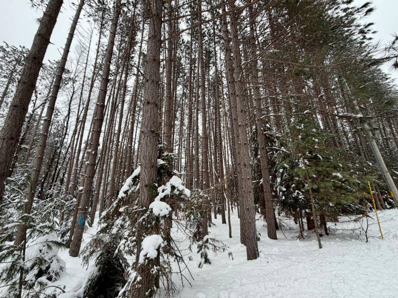 On Wolf Rd, , Lake Tomahawk,  WI 54539