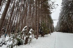 On Wolf Rd, , Lake Tomahawk,  WI 54539