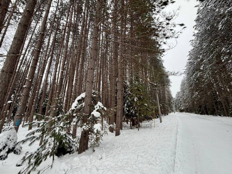 On Wolf Rd, , Lake Tomahawk,  WI 54539